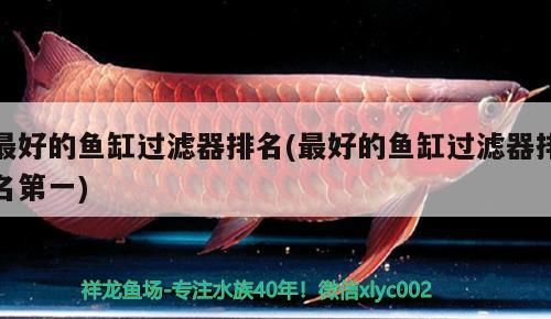 最好的魚缸過濾器排名(最好的魚缸過濾器排名第一)