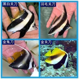 杰西卡恐龍魚日常養(yǎng)護(hù)技巧：日常養(yǎng)護(hù)技巧