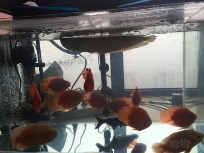 新入缸的龍魚如果不開口，首先考慮的因素是水質問題：新入缸的龍魚不開口是怎么回事？