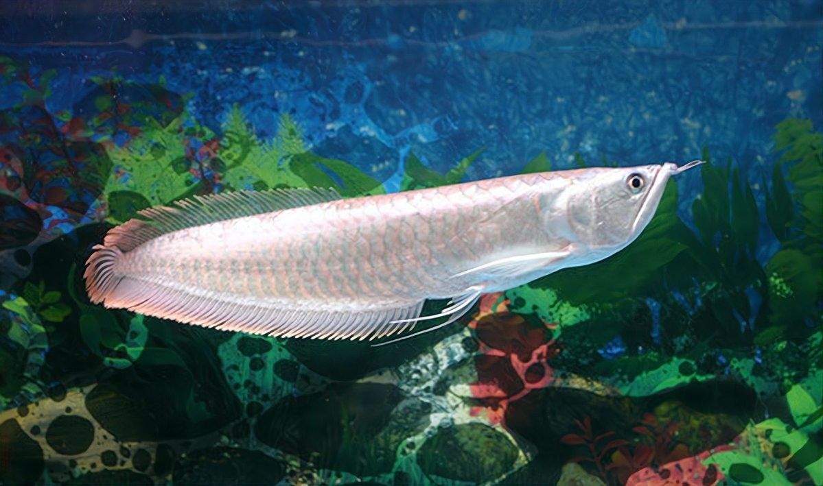 銀龍魚是冷水魚還是熱水魚