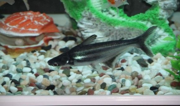銀龍魚是冷水魚還是熱水魚