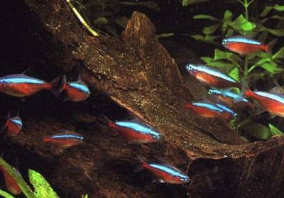 養龍魚魚缸要求多高：養龍魚的魚缸高度應該是多少？