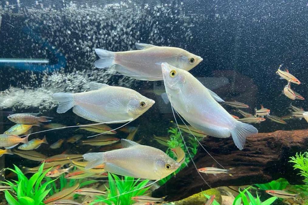 養曼龍魚怎么造景的圖片