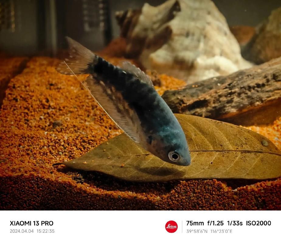 養曼龍魚怎么造景的圖片
