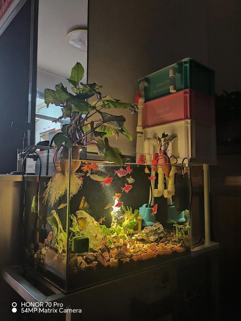 養曼龍魚怎么造景的圖片