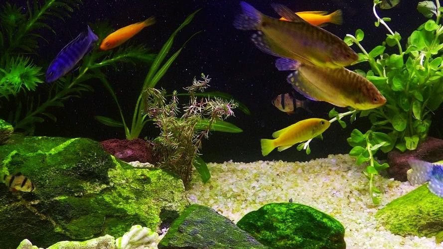 養曼龍魚怎么造景的圖片