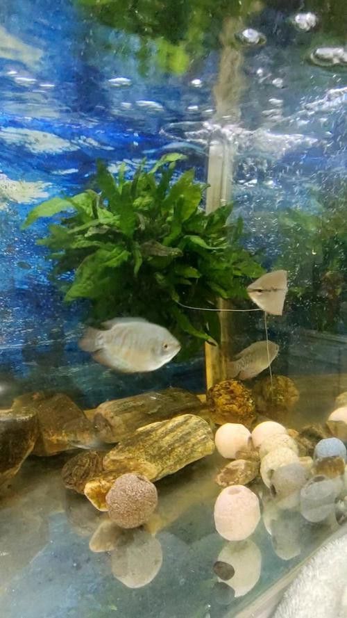 養曼龍魚怎么造景的圖片