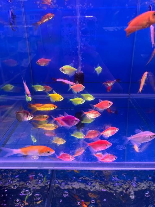 養曼龍魚怎么造景的圖片