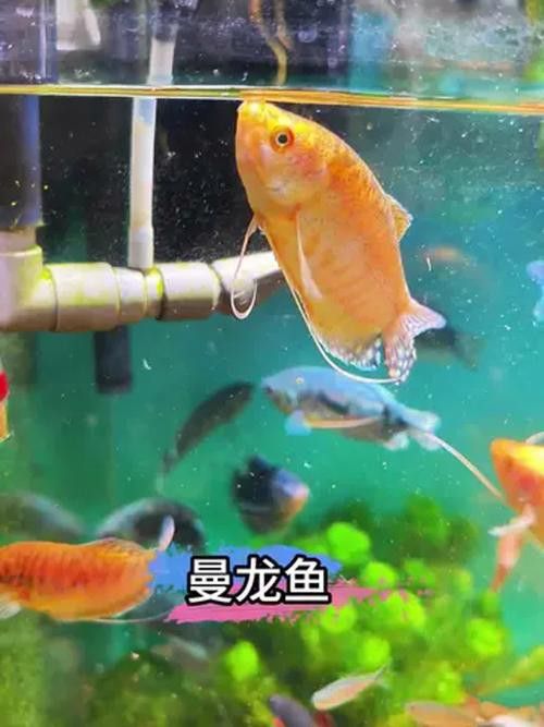 養曼龍魚怎么造景的圖片