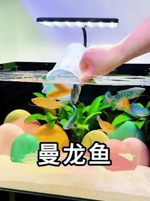 養曼龍魚怎么造景的圖片