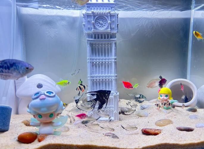 養曼龍魚怎么造景的圖片