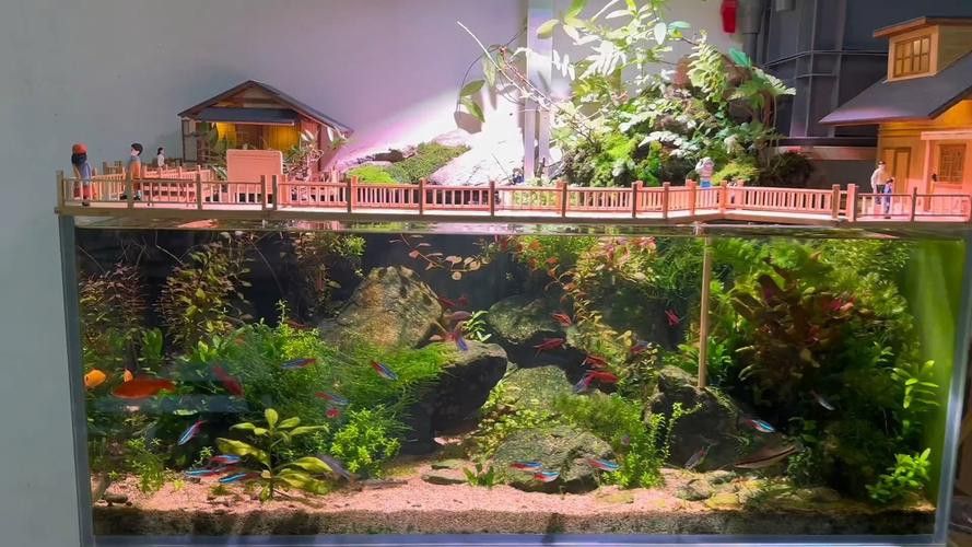 養曼龍魚怎么造景的圖片
