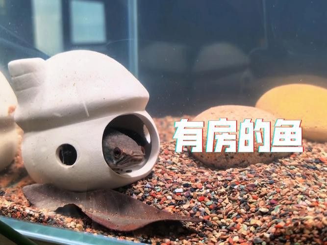 養曼龍魚怎么造景的圖片