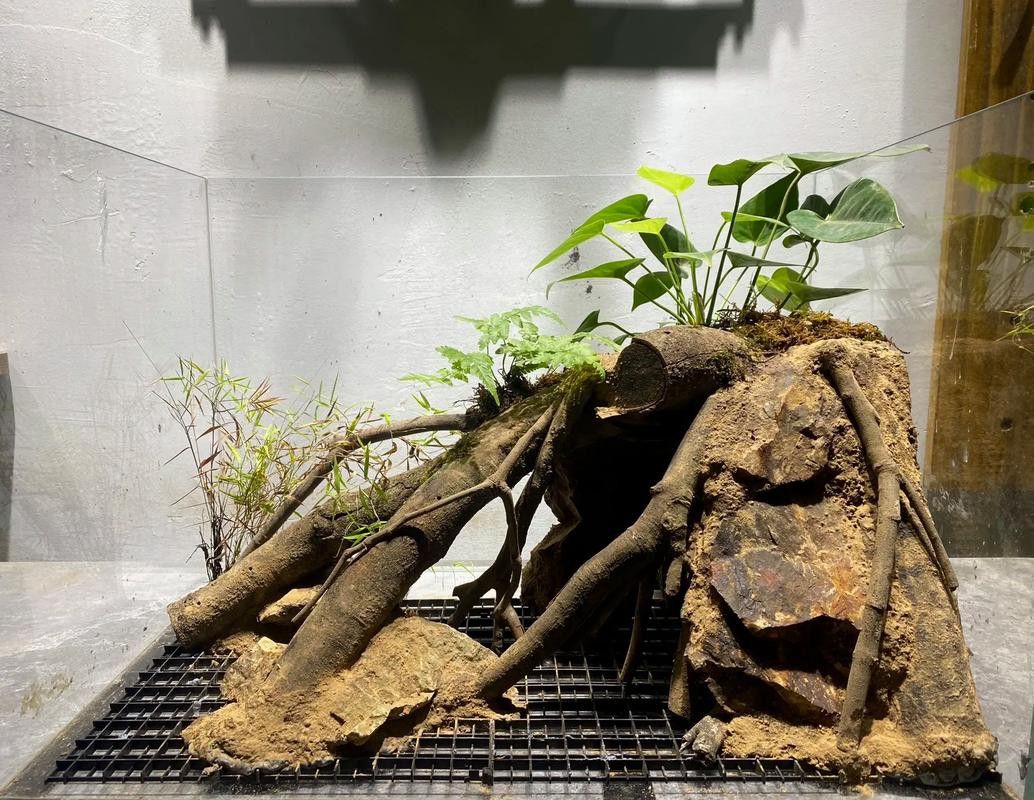 養曼龍魚怎么造景的圖片