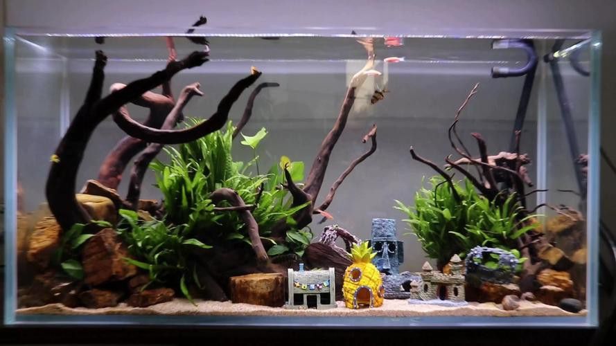 養曼龍魚怎么造景的圖片