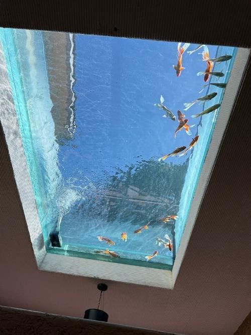 養曼龍魚怎么造景的圖片