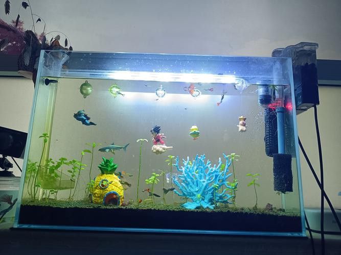 養曼龍魚怎么造景的圖片