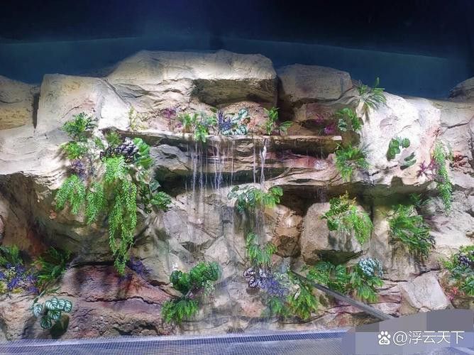 養曼龍魚怎么造景的圖片