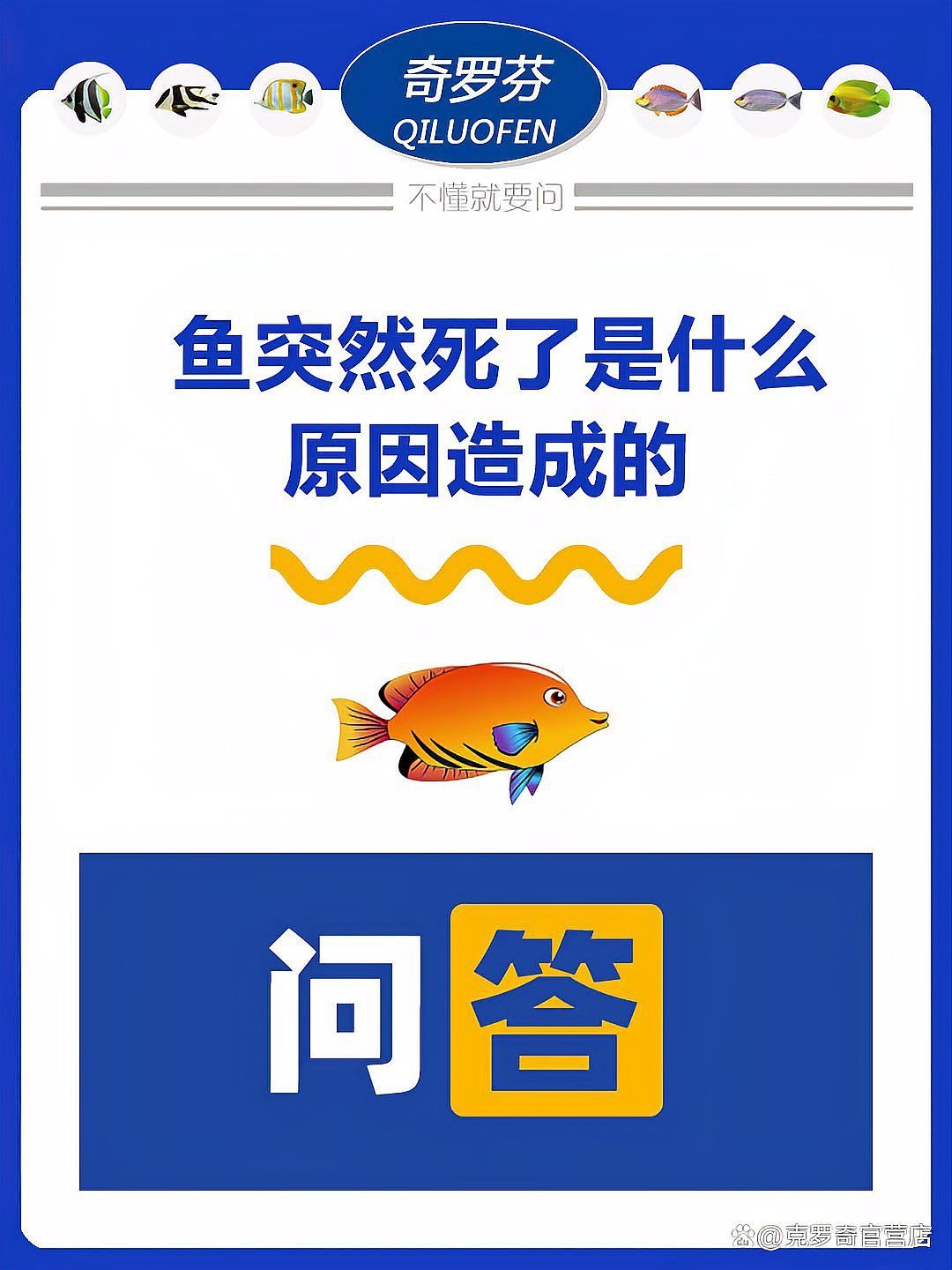 為什么我養的這條藍曼龍魚會這樣