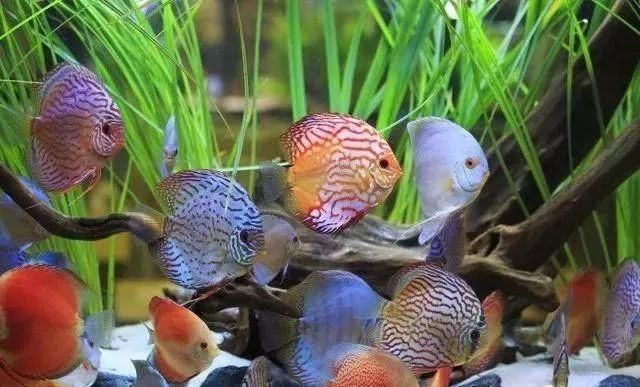 為什么我養的這條藍曼龍魚會這樣