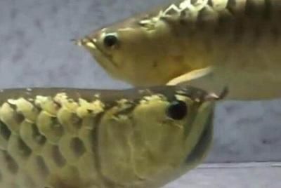 過背金龍魚幼魚能長多大：關于過背金龍魚幼魚生長潛力的詳細信息