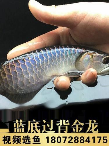 古典藍底過背金龍魚高清圖