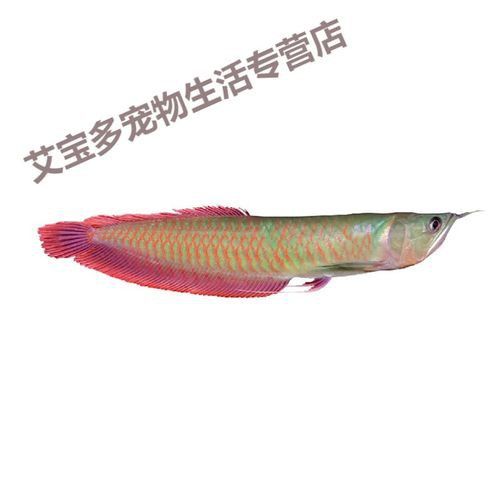 古典藍底過背金龍魚高清圖