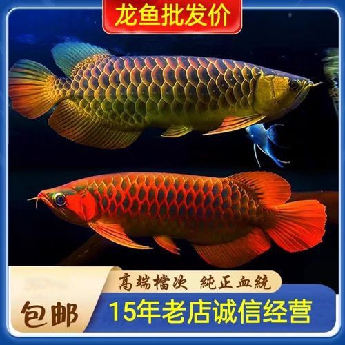 古典藍底過背金龍魚高清圖