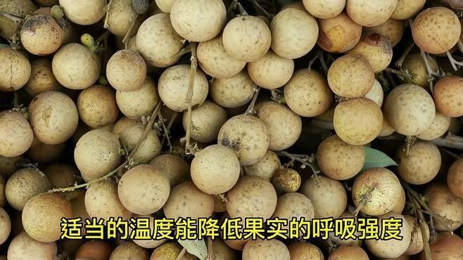 龍眼不新鮮了還能吃嗎？