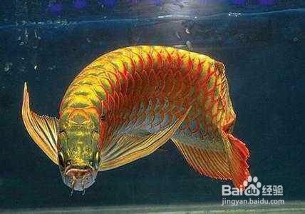 龍魚公母怎么看出來的，如何區分龍魚公母