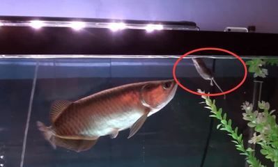 養金龍魚如何養水：養金龍魚養水的方法