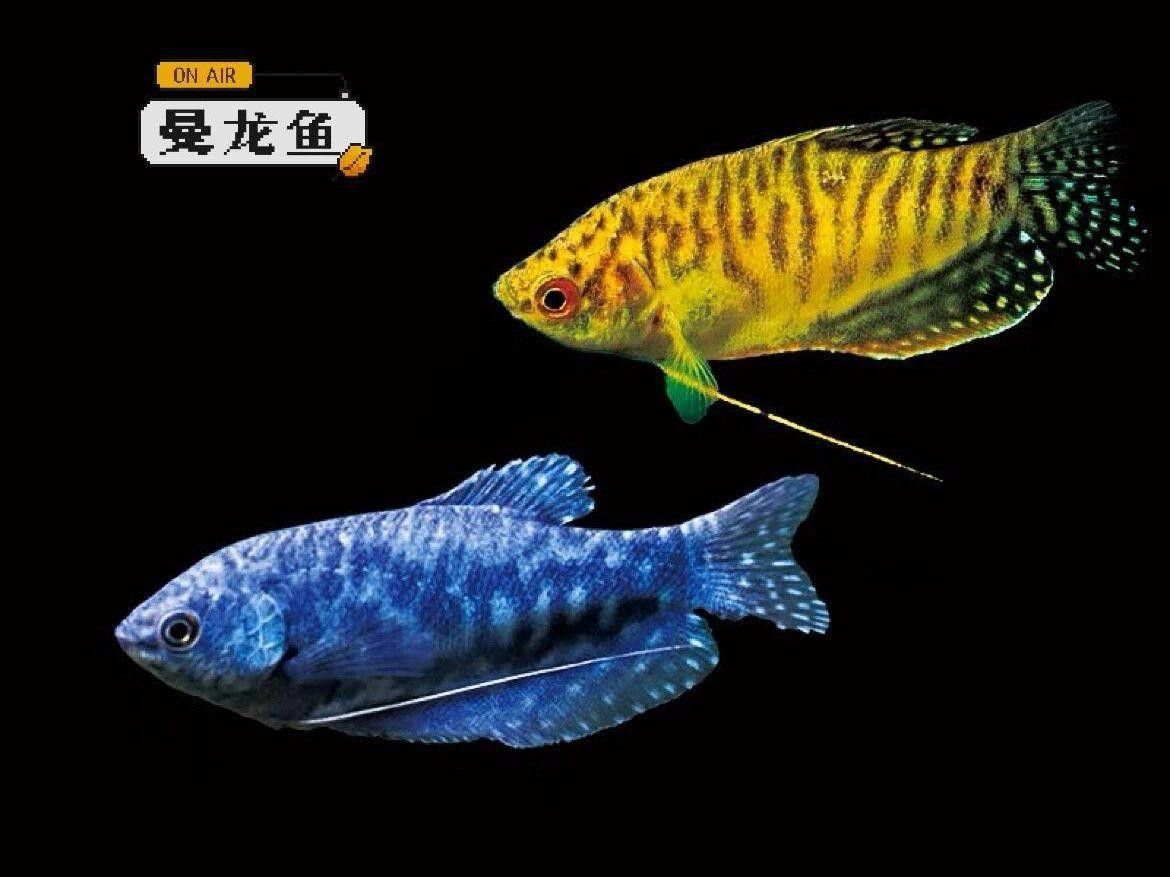 曼龍魚和銀龍魚哪個更耐寒？