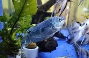 曼龍魚和銀龍魚哪個更耐寒？