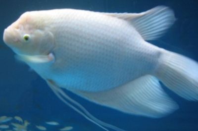 龍魚名字由來和寓意：龍魚在風水中的應用