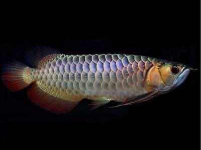 龍魚名字由來和寓意：龍魚在風水中的應用