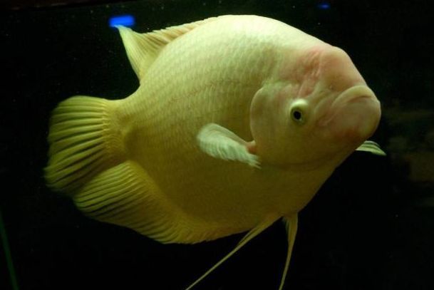 龍魚名字由來和寓意：龍魚在風水中的應用