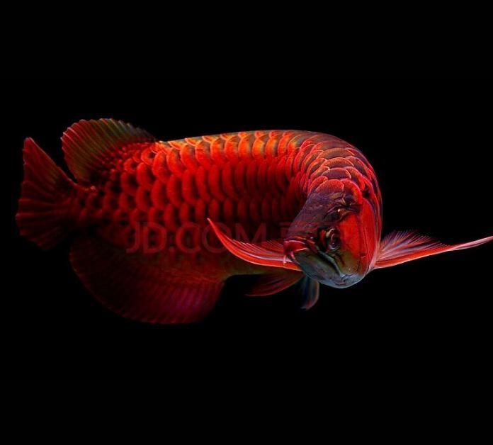 龍魚名字由來和寓意：龍魚在風水中的應用