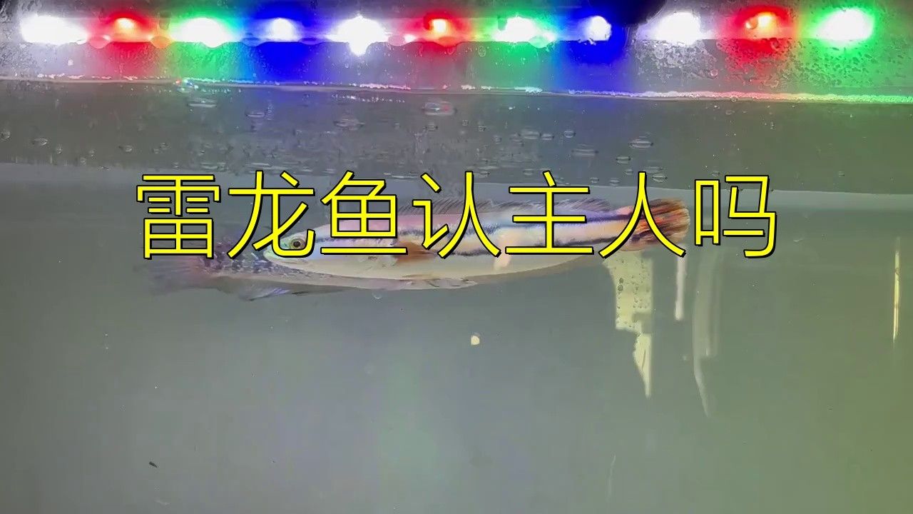 雷龍魚認主人后能互動嗎？