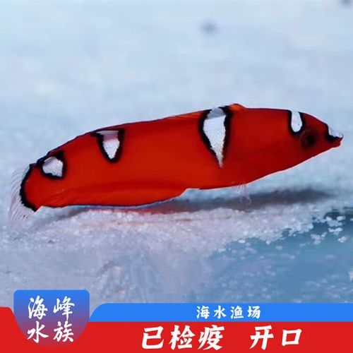 小的紅龍魚多少錢一條啊