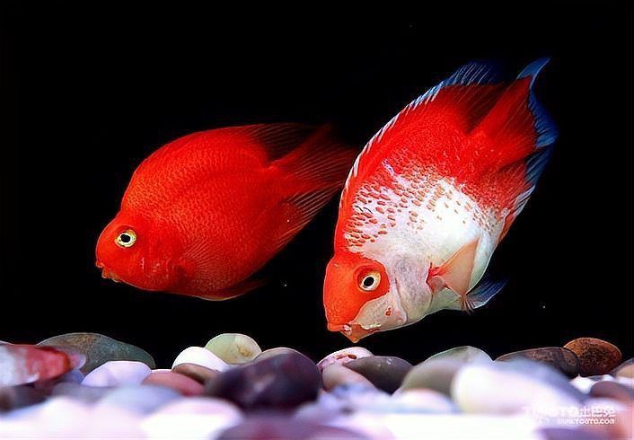 金剛鸚鵡魚最忌諱三個東西