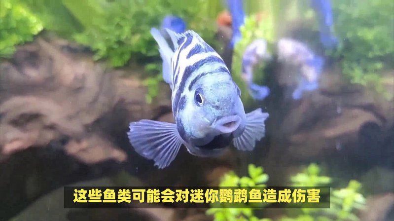 金剛鸚鵡魚最忌諱三個東西