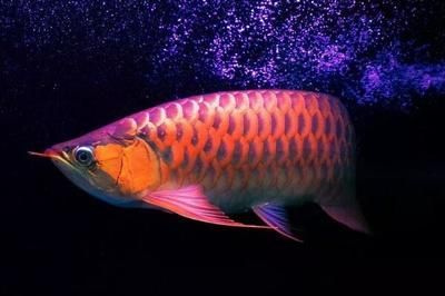 養(yǎng)龍魚溫度多少合適冬天養(yǎng)魚：養(yǎng)龍魚溫度多少合適