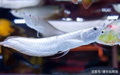 銀龍魚漲的快嗎（銀龍魚在幼年時期的生長速度相對較快，生長速度會減緩）