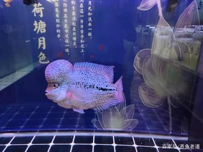 銀龍魚漲的快嗎（銀龍魚在幼年時期的生長速度相對較快，生長速度會減緩）