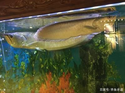 銀龍魚漲的快嗎（銀龍魚在幼年時期的生長速度相對較快，生長速度會減緩）