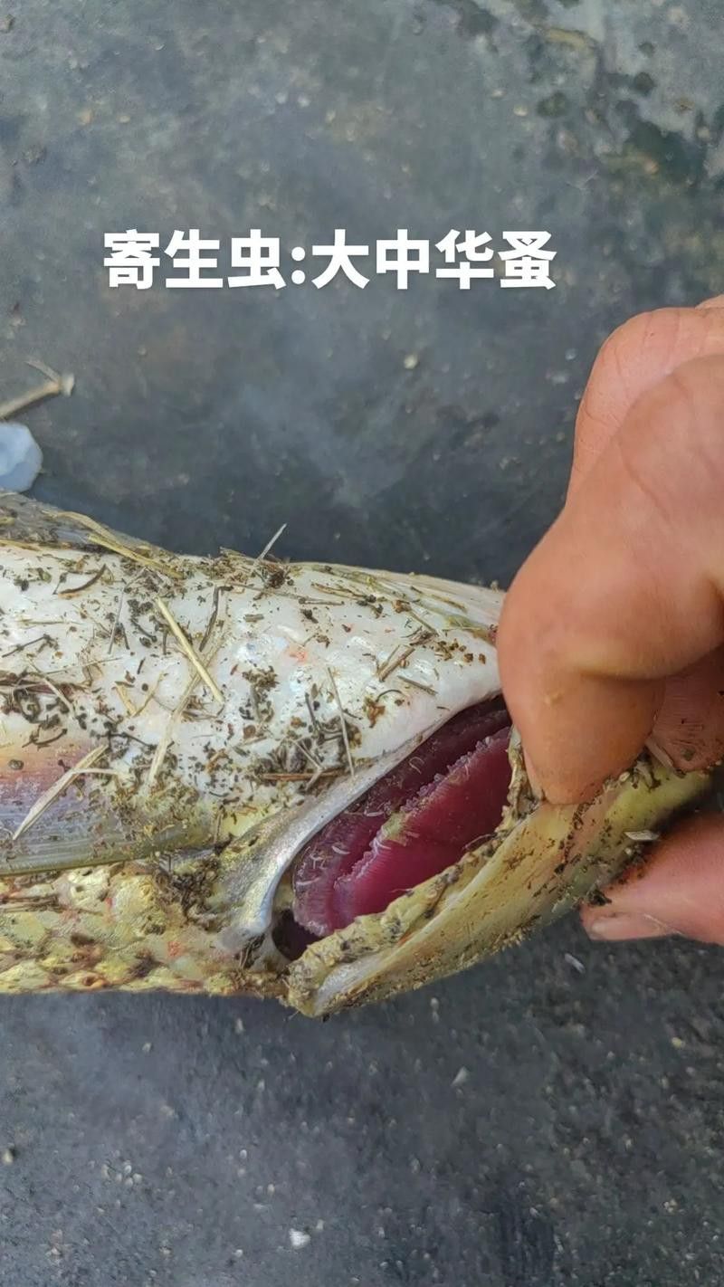 金龍魚翹尾怎么回事啊圖片