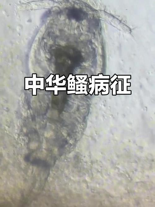 金龍魚翹尾怎么回事啊圖片