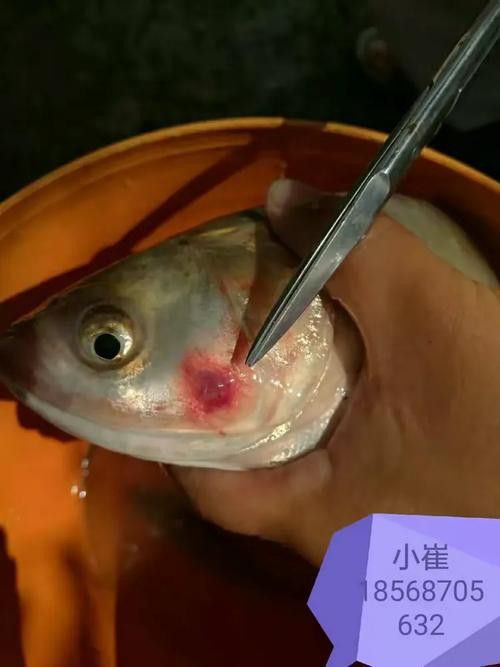 金龍魚翹尾怎么回事啊圖片