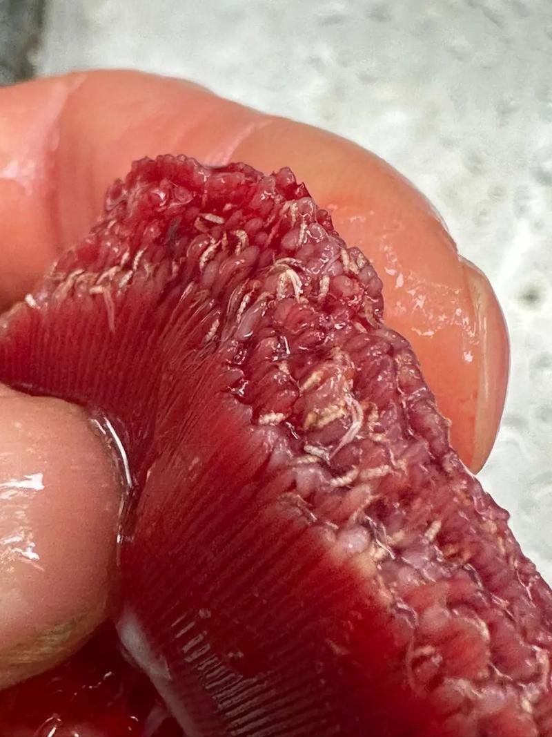 金龍魚翹尾怎么回事啊圖片