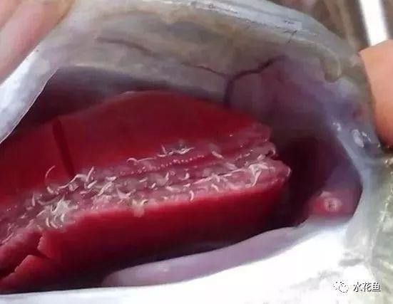 金龍魚翹尾怎么回事啊圖片